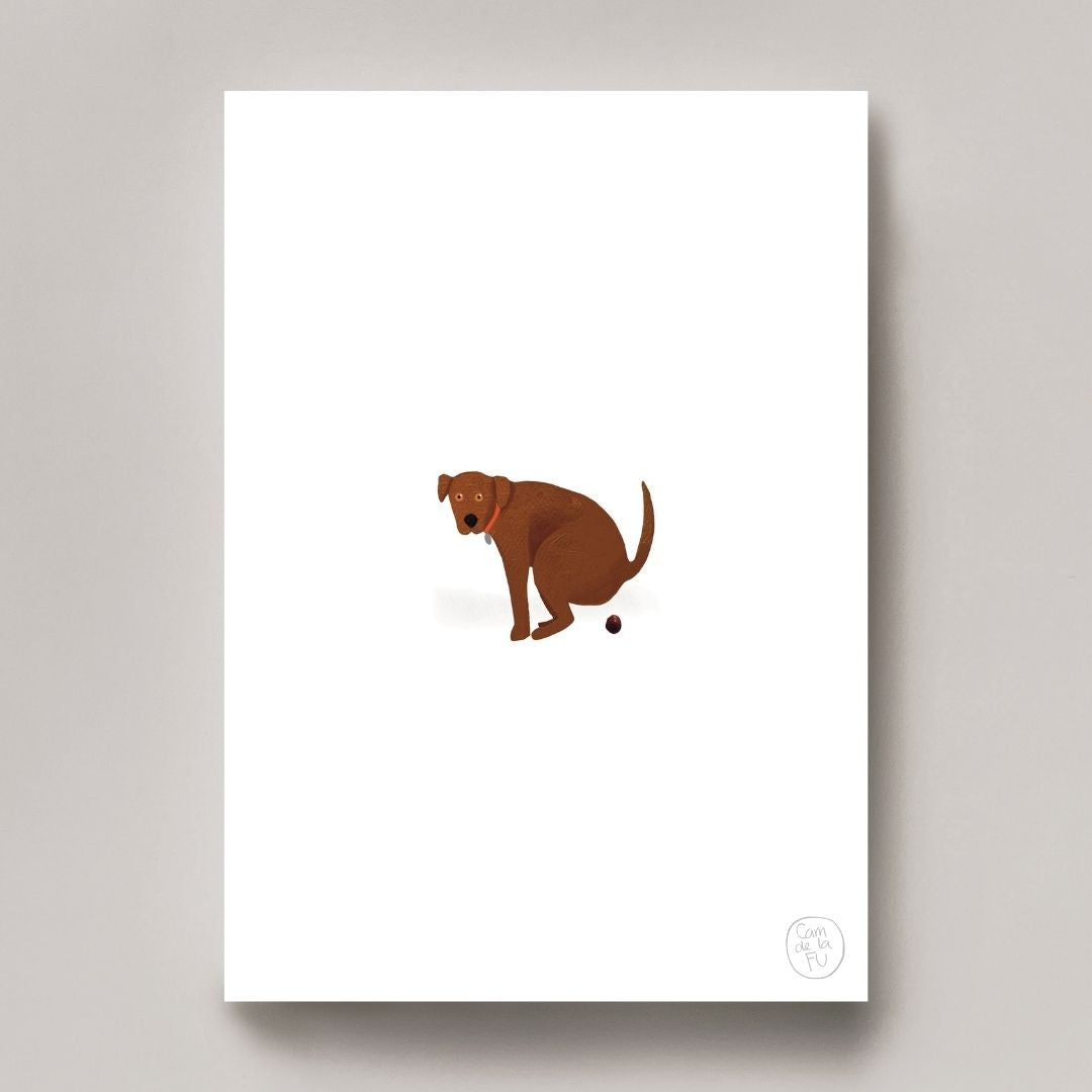 Labrador chocolate