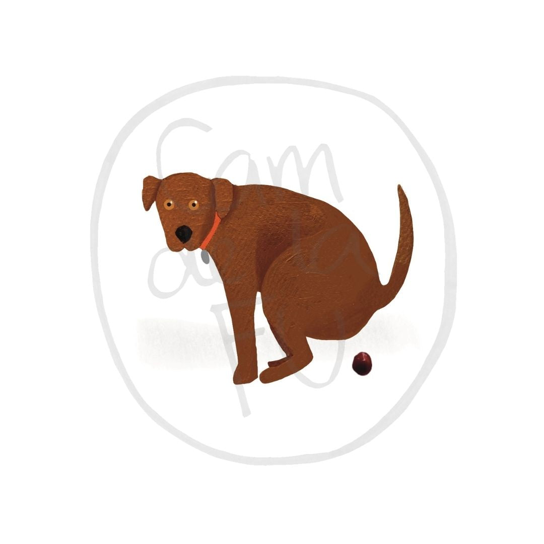 Labrador chocolate