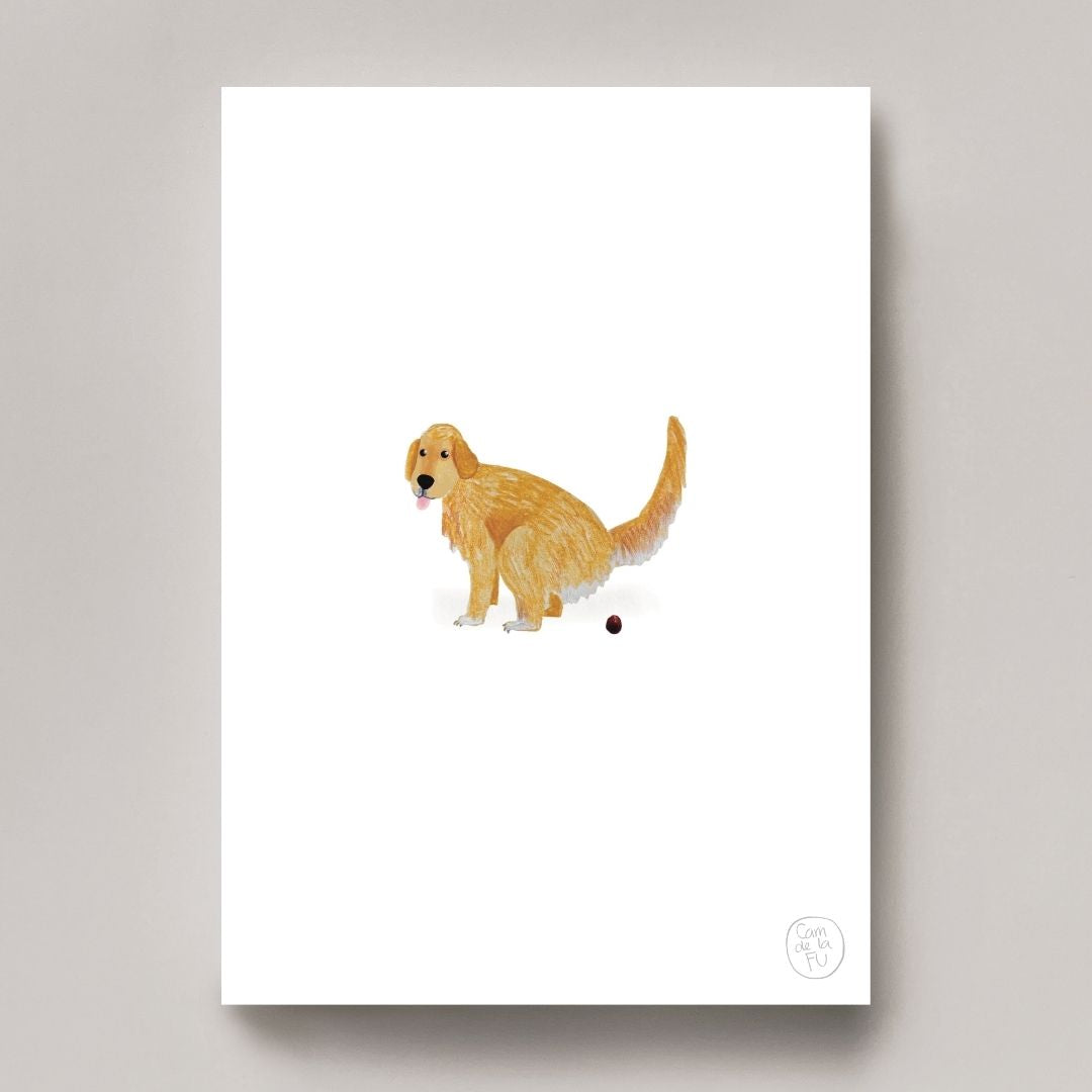 Golden retriever